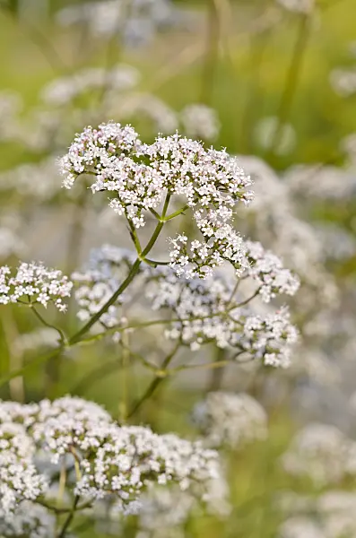 521488 - Common valerian (Valeriana officinalis)