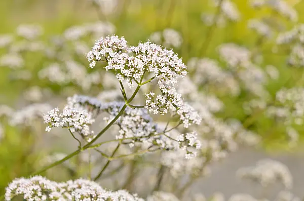 521489 - Common valerian (Valeriana officinalis)