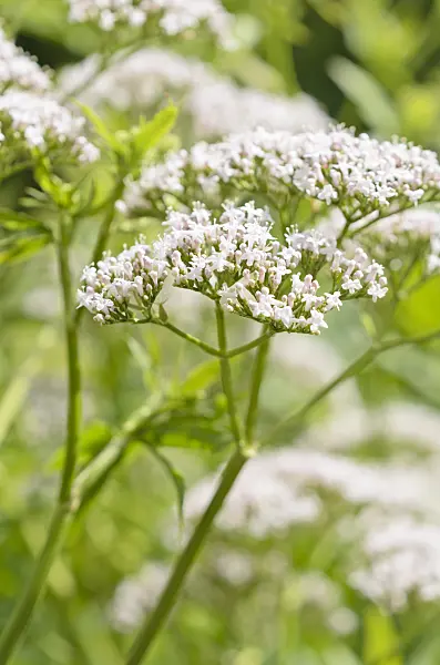 534110 - Common valerian (Valeriana officinalis)