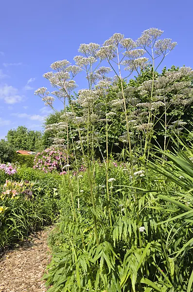 570080 - Common valerian (Valeriana officinalis)