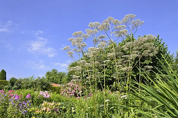 570081 - Common valerian (Valeriana officinalis)