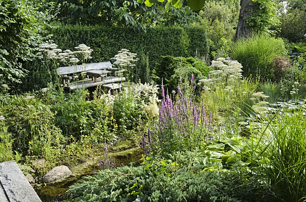 570098 - Common valerian (Valeriana officinalis) and loosestrifes (Lythrum) at a garden pond
