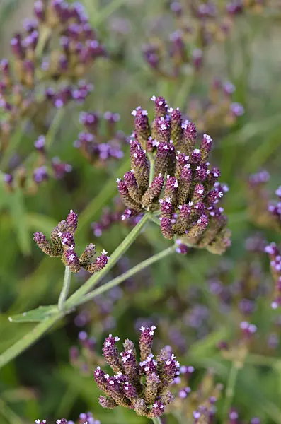 549007 - Common vervain (Verbena officinalis)
