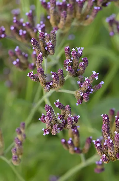 549008 - Common vervain (Verbena officinalis)
