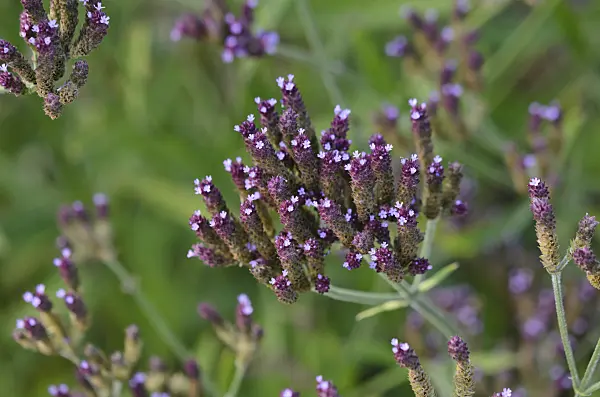 549009 - Common vervain (Verbena officinalis)