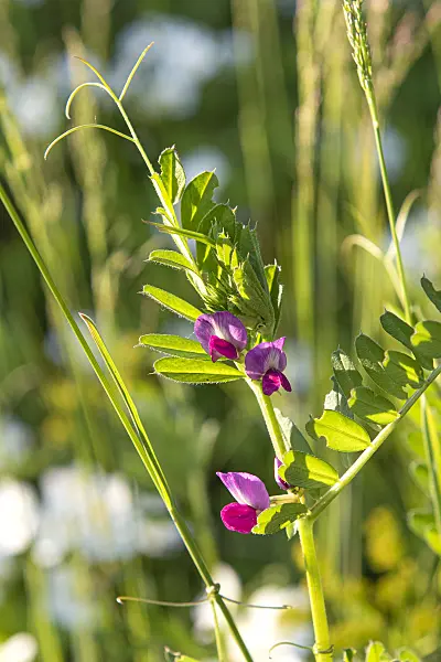 607221 - Common vetch (Vicia sativa)