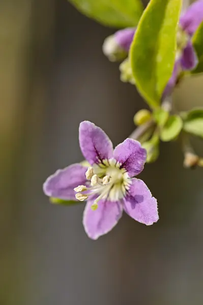 476035 - Common wolfberry (Lycium barbarum)
