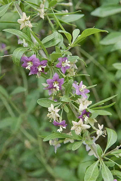 535346 - Common wolfberry (Lycium barbarum)