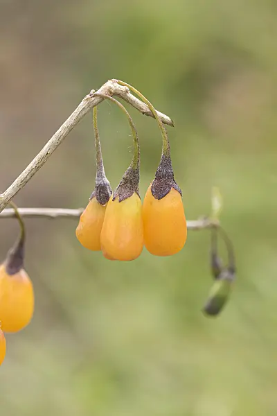 635066 - Common wolfberry (Lycium barbarum 'Amber Sweet Goji')