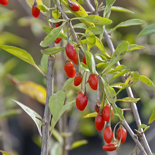 502254 - Common wolfberry (Lycium barbarum 'Sweet Lifeberry')