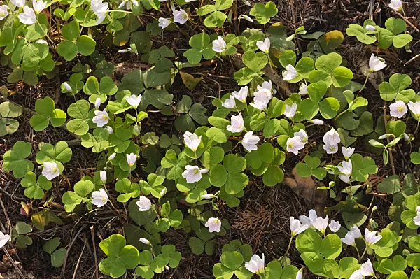 471106 - Common wood sorrel (Oxalis acetosella)