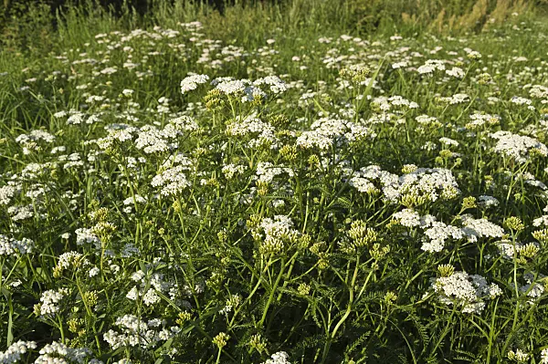 511030 - Common yarrow (Achillea millefolium)