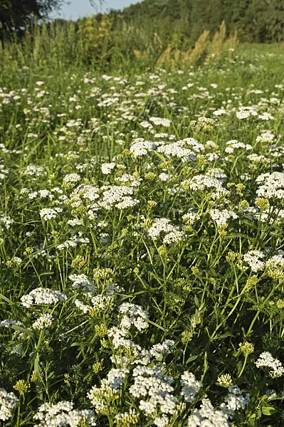511031 - Common yarrow (Achillea millefolium)