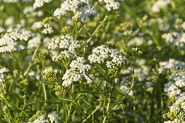 511032 - Common yarrow (Achillea millefolium)