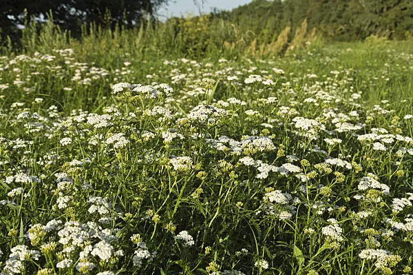 511033 - Common yarrow (Achillea millefolium)