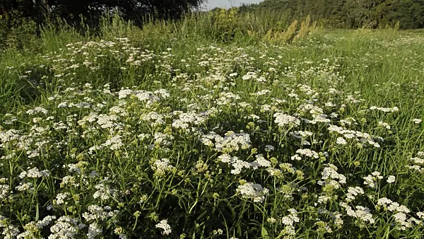 511042 - Common yarrow (Achillea millefolium)