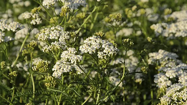511043 - Common yarrow (Achillea millefolium)