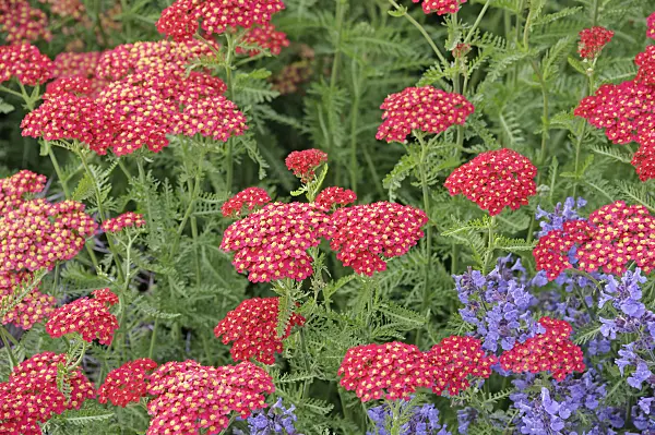547056 - Common yarrow (Achillea millefolium 'Paprika')