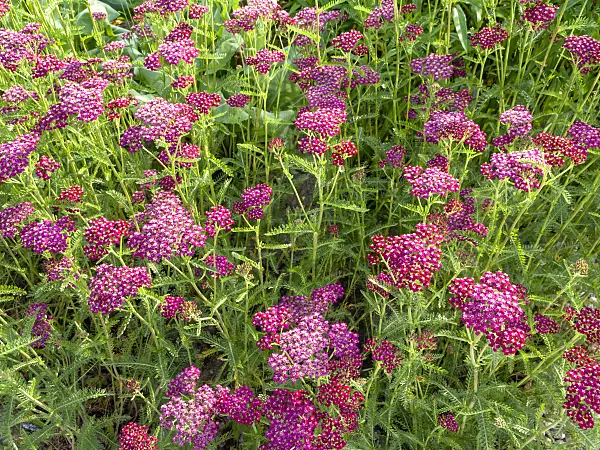 438242 - Common yarrow (Achillea millefolium 'Sammetriese')