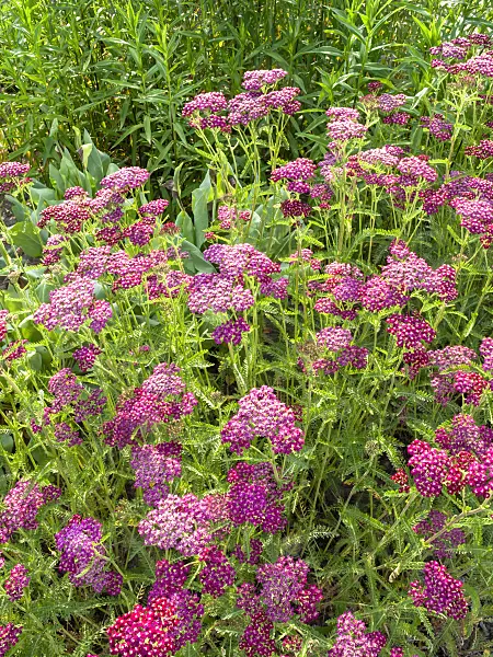 438243 - Common yarrow (Achillea millefolium 'Sammetriese')