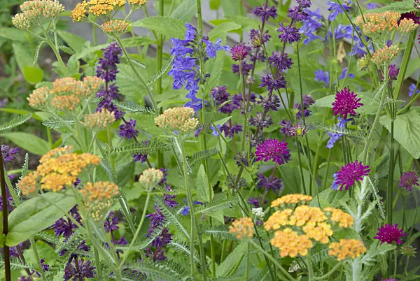 452140 - Common yarrow (Achillea millefolium 'Terracotta'), Siberian catmint (Nepeta sibirica), whorled sage (Salvia verticillata 'Purple Rain') and Macedonian widow flower (Knautia macedonica)