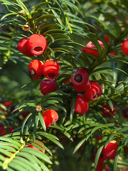 430115 - Common yew (Taxus baccata)