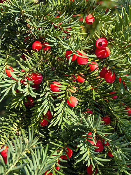464078 - Common yew (Taxus baccata)