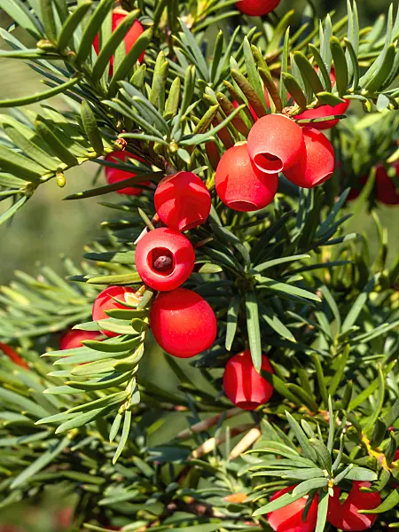 464079 - Common yew (Taxus baccata)