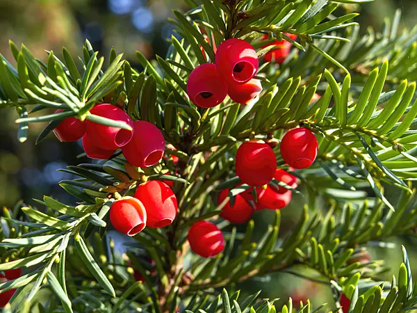 464080 - Common yew (Taxus baccata)