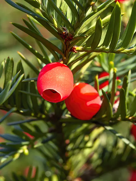 464081 - Common yew (Taxus baccata)