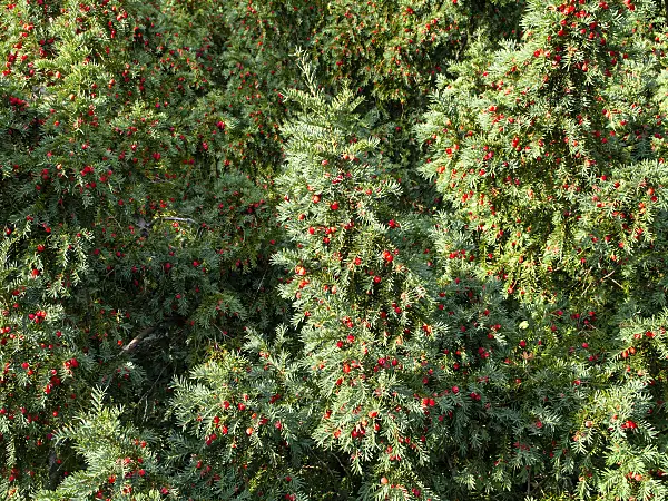 464083 - Common yew (Taxus baccata)