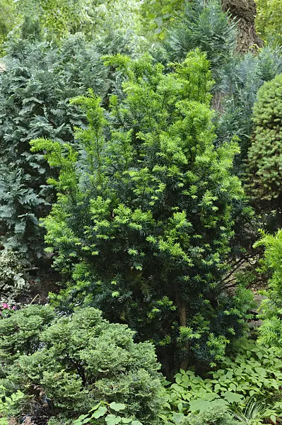 472201 - Common yew (Taxus baccata)