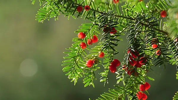 500151 - Common yew (Taxus baccata)