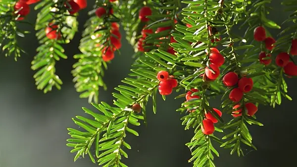 500152 - Common yew (Taxus baccata)