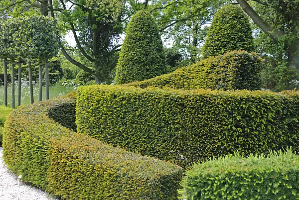 488163 - Common yew (Taxus baccata) and European larch (Larix decidua)