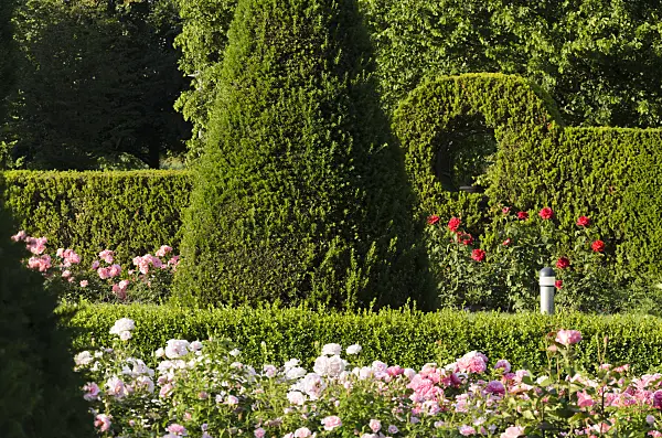 534027 - Common yew (Taxus baccata) and roses (Rosa), Britzer Garten, Berlin, Germany