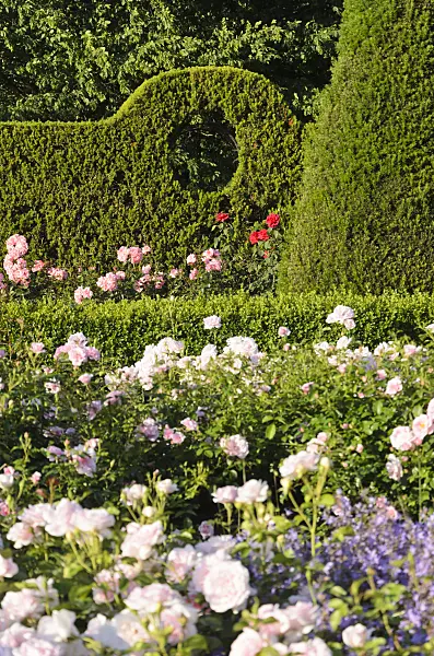 534029 - Common yew (Taxus baccata) and roses (Rosa), Britzer Garten, Berlin, Germany