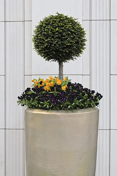520181 - Common yew (Taxus baccata) and violets (Viola)