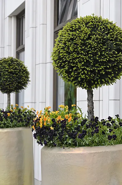 520182 - Common yew (Taxus baccata) and violets (Viola)