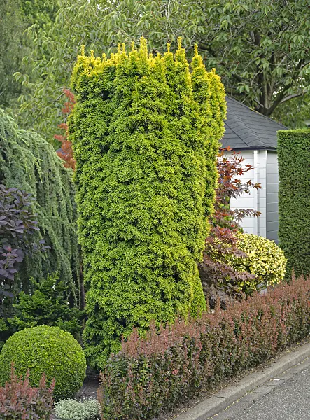 547307 - Common yew (Taxus baccata 'Fastigiata Aureomarginata')