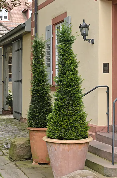 557319 - Common yew (Taxus baccata) in flower tubs