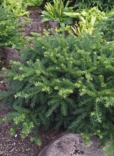 471465 - Common yew (Taxus baccata 'Repandens')