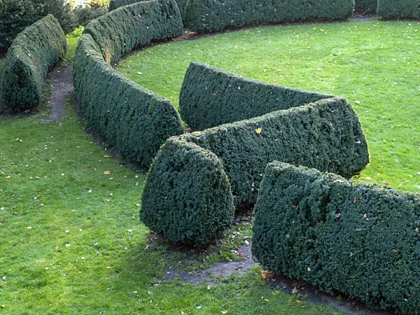 465299 - Common yew (Taxus baccata), Roman Garden, Hamburg, Germany