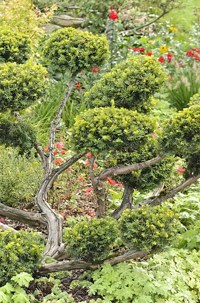 536132 - Common yew (Taxus baccata 'Washingtonii')