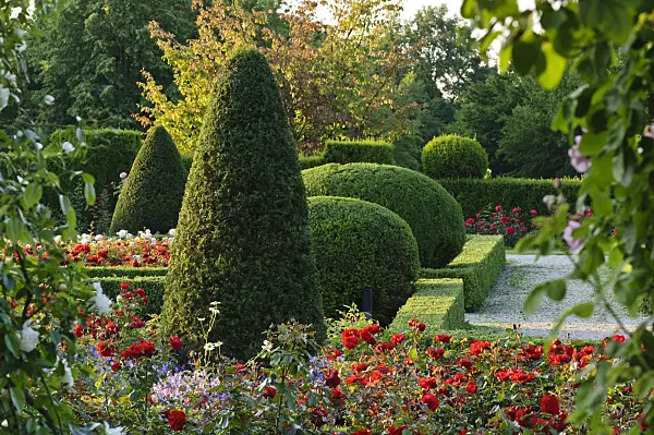 473158 - Common yew (Taxus baccata) with conical and spherical shape in a rose garden, Britzer Garten, Berlin, Germany