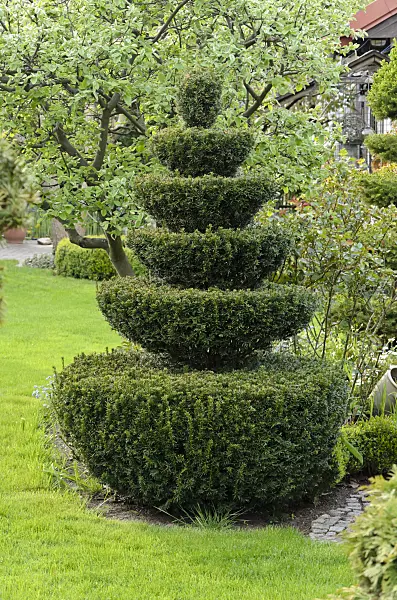 531084 - Common yew (Taxus baccata) with conical shape