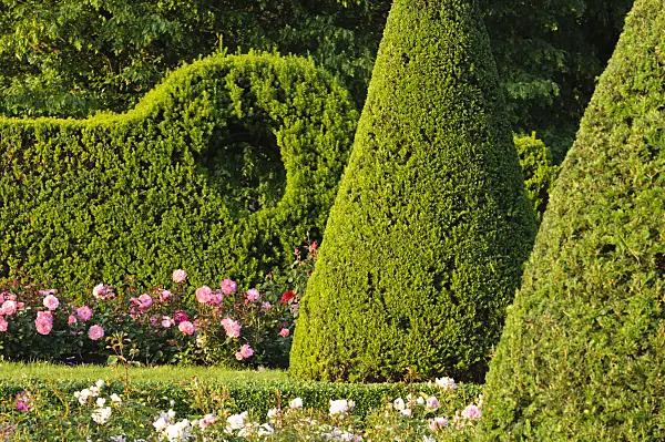 473157 - Common yew (Taxus baccata) with conical shape in a rose garden, Britzer Garten, Berlin, Germany