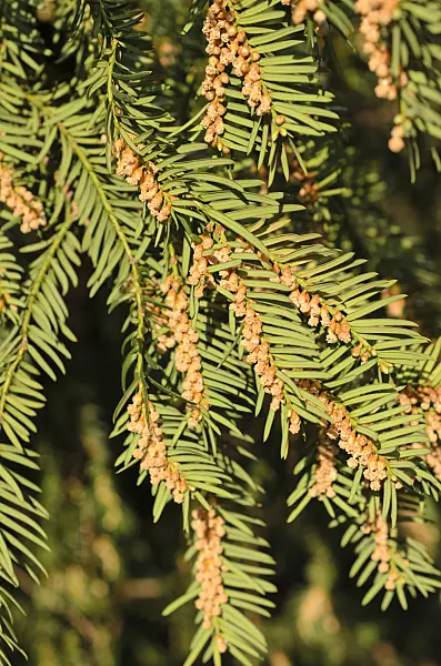 507065 - Common yew (Taxus baccata) with male flowers