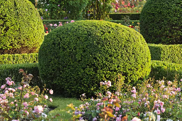473155 - Common yew (Taxus baccata) with spherical shape in a rose garden, Britzer Garten, Berlin, Germany