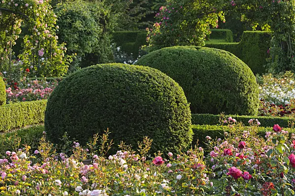 473156 - Common yew (Taxus baccata) with spherical shape in a rose garden, Britzer Garten, Berlin, Germany